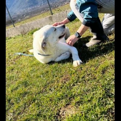 NEVE MERAVIGLIOSA, ASPETTA DA TEMPO LA SUA OCCASIONE CAGNOLONA IN ADOZIONE - Foto 4