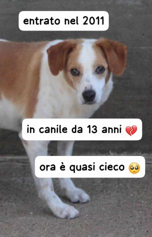 BOBI 13 ANNI TAGLIA MEDIA IN CANILE DAL 2011 - Foto 6
