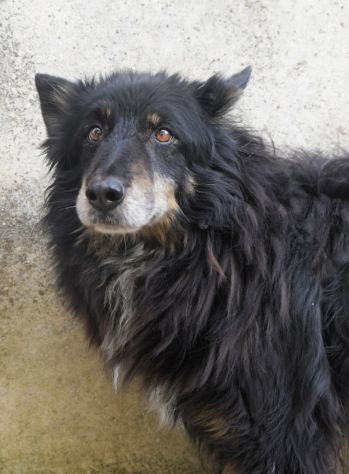 Patrik, una vita in canile - Foto 8