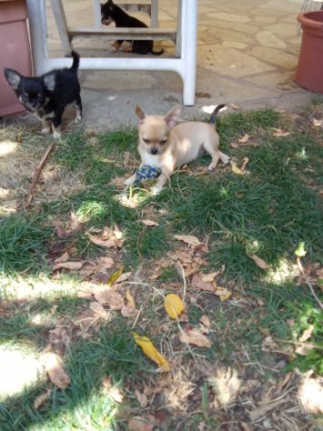 Vendo chihuahua maschio con pedigree Enci