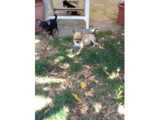 Vendo chihuahua maschio con pedigree Enci