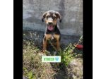 BETTY  FRED  BARNEY  WILMA  CIOTTOLINA  TENERISSIMI CUCCIOLI IN ADOZIONE