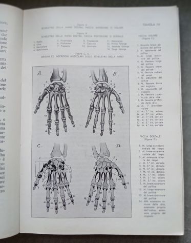 ANATOMIA PER GLI ARTISTI, Ed. F.lli Lega 1968. - Foto 5