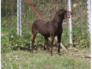 NIGERIA, tenera cagnolina
