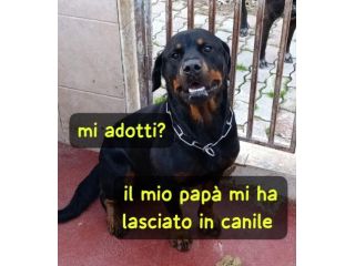 IRON ROTTWEILER 3 ANNI
