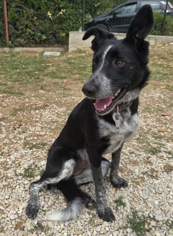Serafina 3 anni taglia media piccola