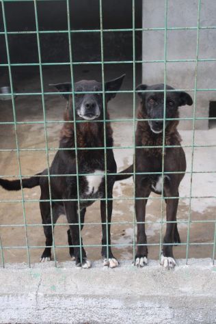 DEA E ZEUS 14 ANNI taglia media - Foto 5