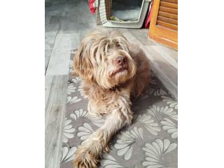 Gigi simil lagotto