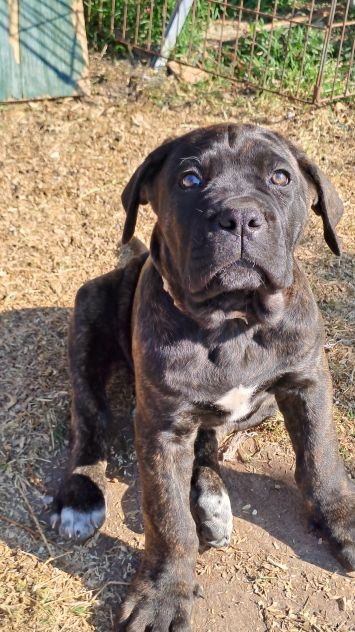 Cane Corso cucciola - Foto 4