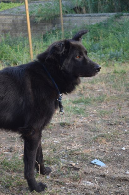 BEAR E LAIKA, due cagnoloni speciali - Foto 4