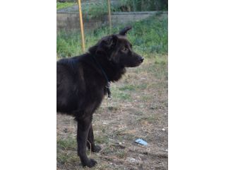 BEAR E LAIKA, due cagnoloni speciali