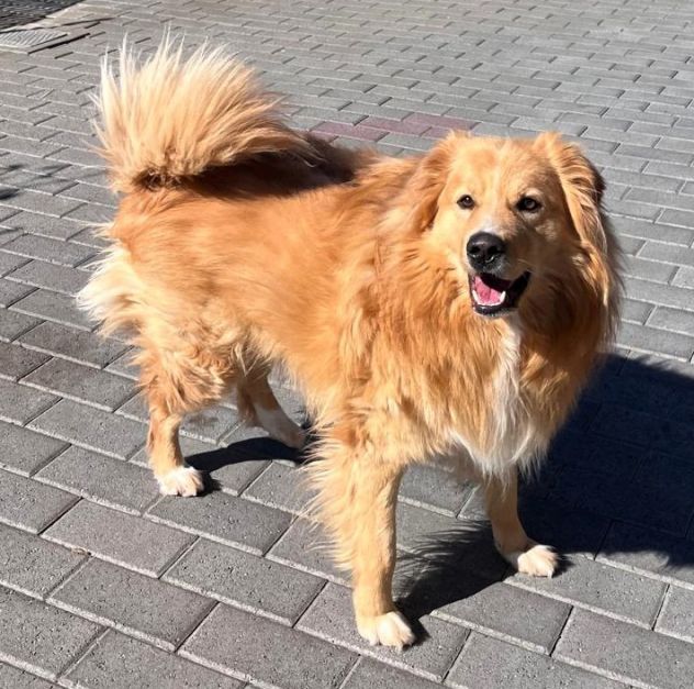 DIOR BELLISSIMO CAGNOLINO FULVO