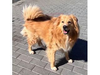 DIOR BELLISSIMO CAGNOLINO FULVO