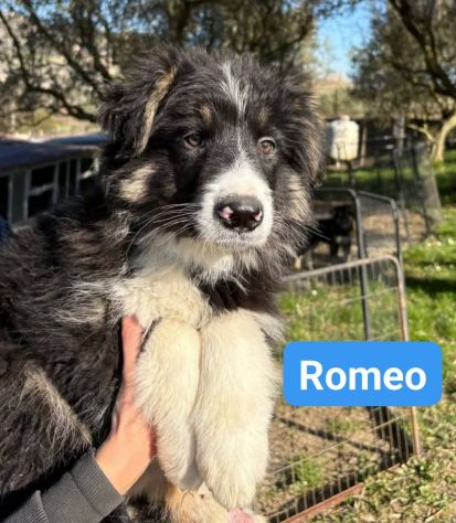 CUCCIOLI IN ADOZIONE - Foto 6