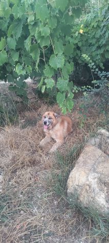 Simil Pastore 10anni..anni di appelli nessuno lo ha scelto.SALERNO - Foto 5