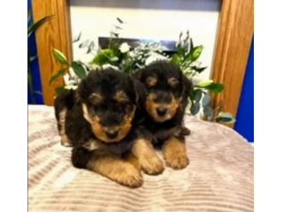 cuccioli di airedale