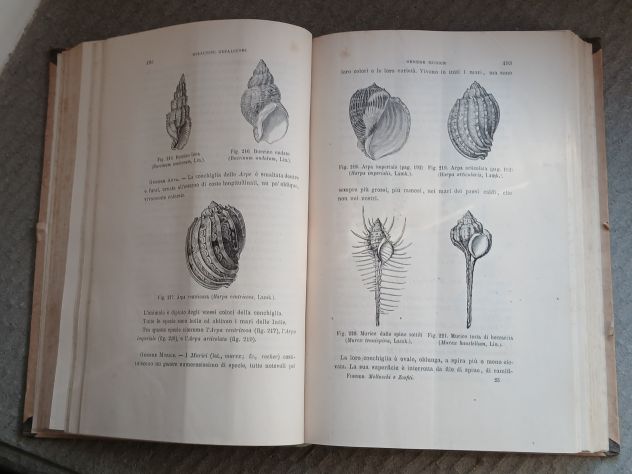 Molluschi e Zoofiti" di Luigi Figuier, Ed. F.lli Treves 1882. - Foto 10