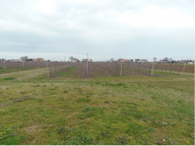 Frutteto in vendita a Cesena - Foto 2