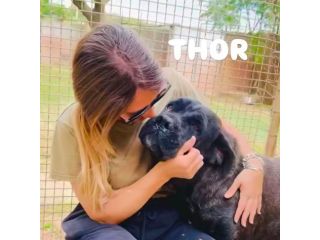 Thor e' buono e gentile cerca casa