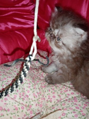 Cuccioli gatto Persiano pura razza - Foto 6