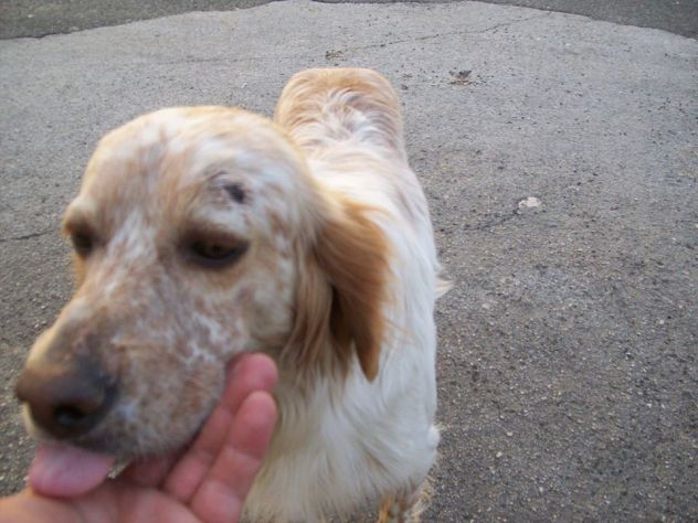 GORO E PIRU', splendidi cani in pericolo! - Foto 4