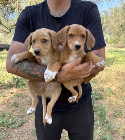 Regalo cuccioli taglia medio piccola - Foto 3