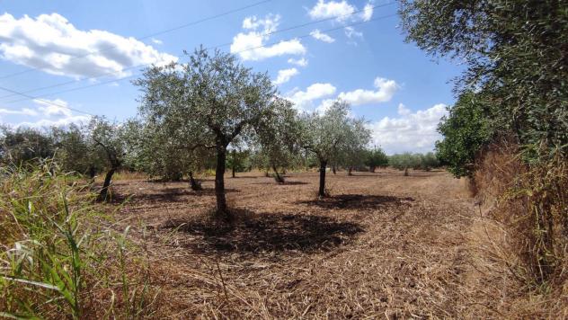 Terreno Agricolo - San Severo . Rif.: Cod. rif 3294216VCG - Foto 6
