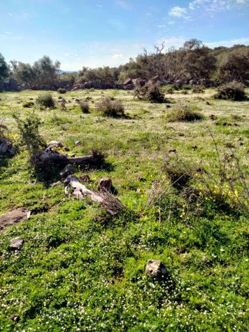 Terreno in vendita a Francofonte - Foto 7