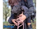 RODRIGO E ABBONDIO CUCCIOLI IN ADOZIONE