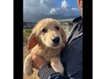 RUPERT ADORABILE CUCCIOLO IN ADOZIONE