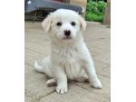 Wilma 2 mesi taglia media