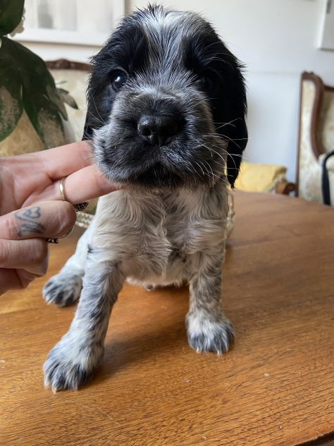 Cuccioli cocker - Foto 2
