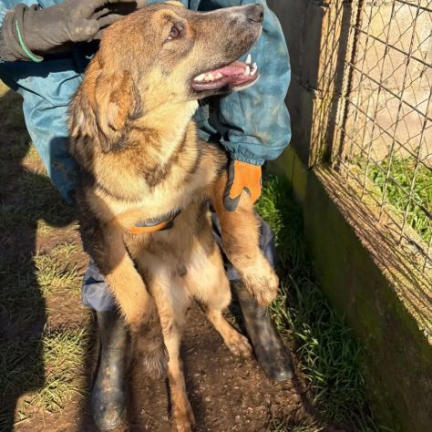 JOHNNY DOLCISSIMO LUPETTO CERCA CASA CUCCIOLO IN ADOZIONE - Foto 3