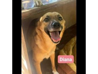 CAGNOLINE IN ADOZIONE mamma Diana e mamma Shila