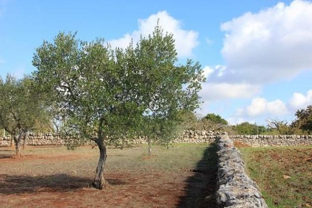 Masseria Poesia - Foto 9
