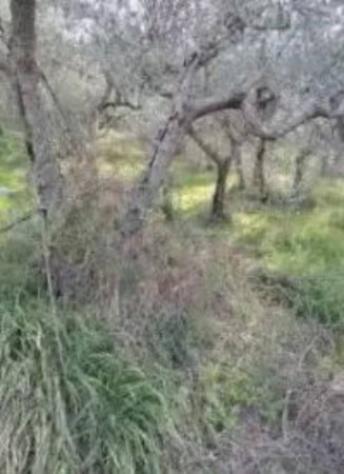 Immobile in asta di 7490 m² in vendita a Spello - Foto 4