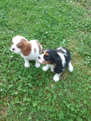 Cuccioli di Cavalier King