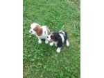 Cuccioli di Cavalier King