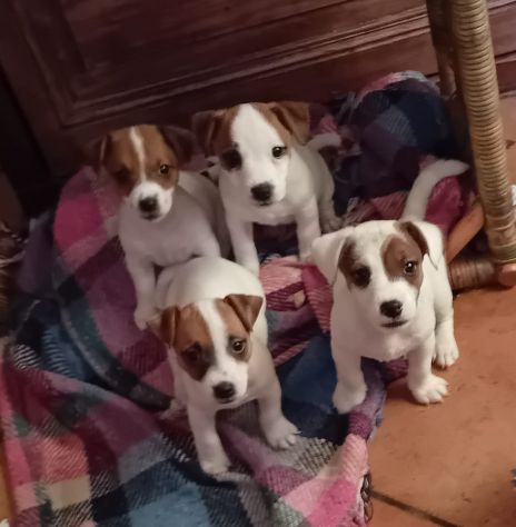 cuccioli jack russel russell terrier - Foto 9