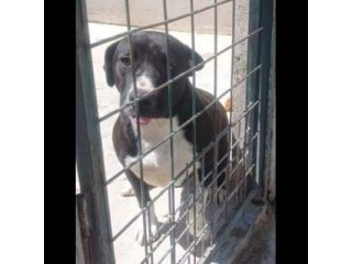 SILVESTRO DOLCISSIMO CANE IN ADOZIONE