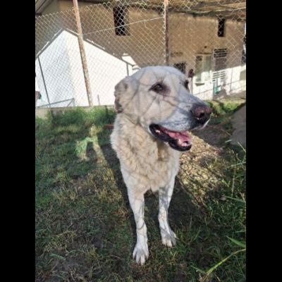 ORSO MAGNIFICO CARATTERE CANE IN ADOZIONE - Foto 4