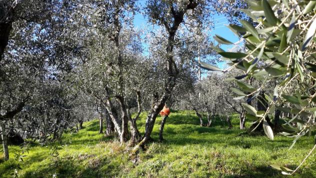 Colonica in vendita a Capannori 370 mq Rif: 879328 - Foto 6