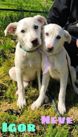 Cagnolini in adozione futura tg. medio contenuta cercano una famiglia per sempre - Foto 6