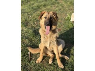 ANNIE, cucciola mix PASTORE TEDESCO! Stupenda