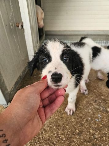 Rino: 2 mesi taglia contenuta - Foto 6