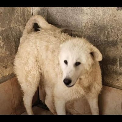 ARES 1 anno, solo 1FOTO PER LA SUA SALVEZZA CANE IN ADOZIONE è in un megacanile