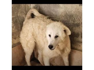 ARES 1 anno, solo 1FOTO PER LA SUA SALVEZZA CANE IN ADOZIONE è in un megacanile