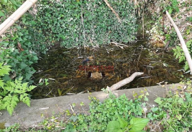 Orvieto - Vendesi Casale da ristrutturare con 1,5 ha di terreno nelle immediate vicinanze di Orvieto - Foto 10