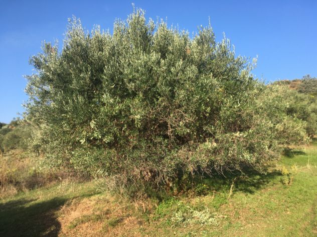 Casteldaccia - CA101 - Terreno in Verde Agricolo