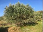 Casteldaccia - CA101 - Terreno in Verde Agricolo